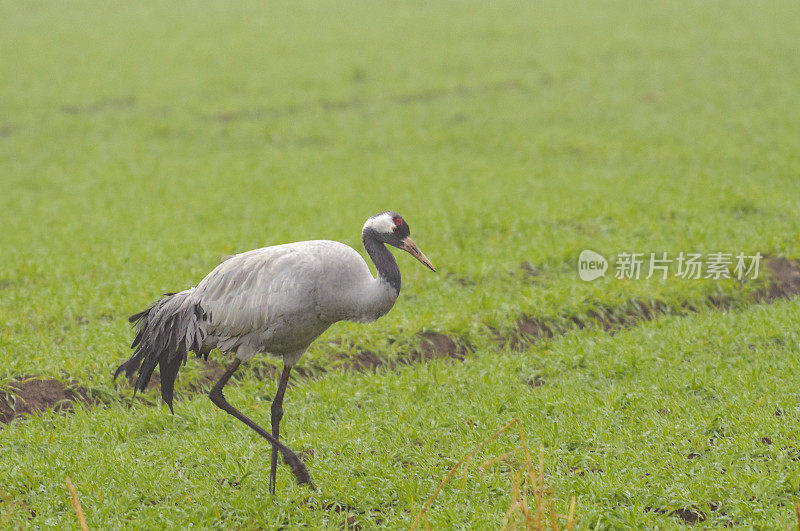 在迁徙季节的普通鹤(Grus Grus)